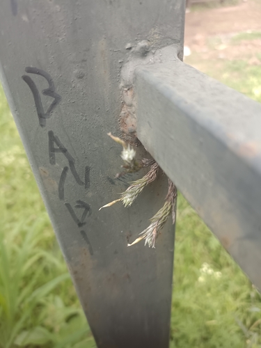 Foto de Cravo-do-mato