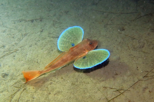 Rode poon (Chelidonichthys lucerna) — Triglidae — 4