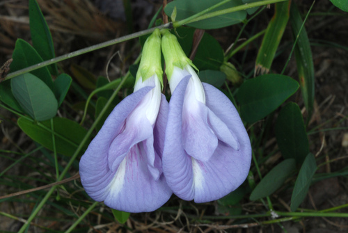 Atlantic pigeonwings (Clitoria mariana)