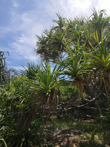 Pandanus tectorius observed 2025-01-01