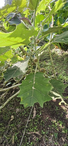Foto de Naranjilla