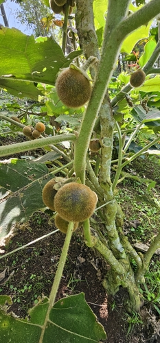 Foto de Naranjilla