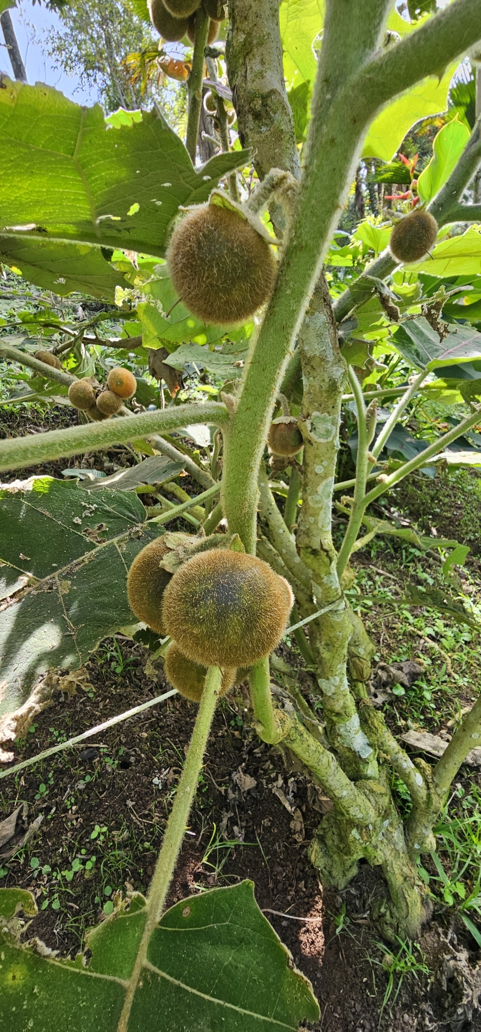 Imagem de Naranjilla