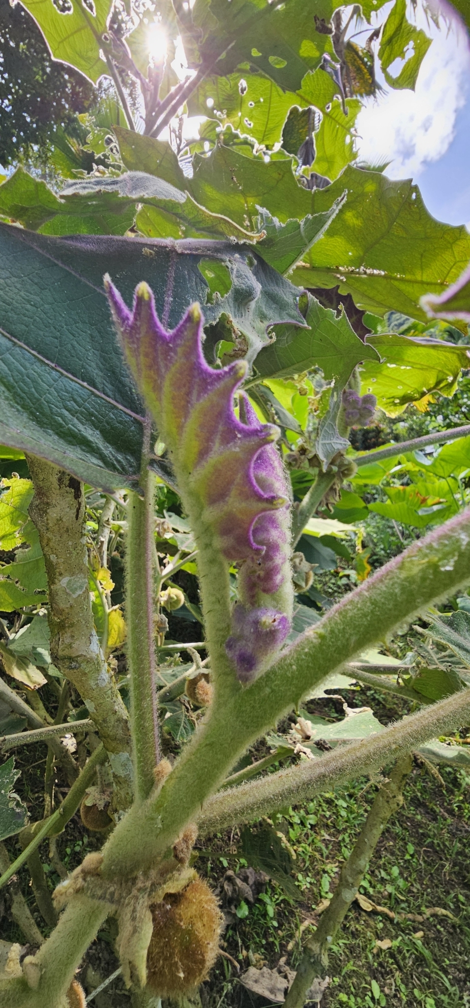 Imagem de Naranjilla