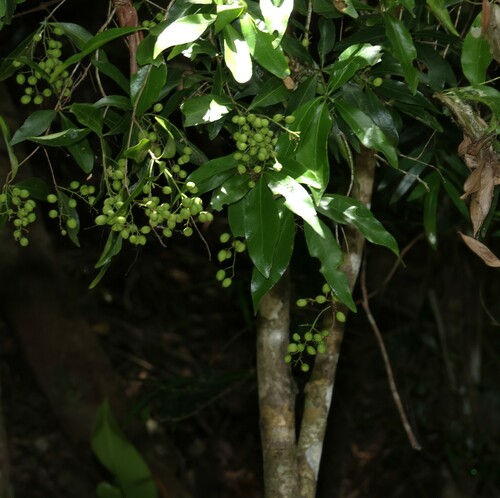 Image of Denhamia celastroides by (c) Greg Tasney, some rights reserved (CC BY-SA)