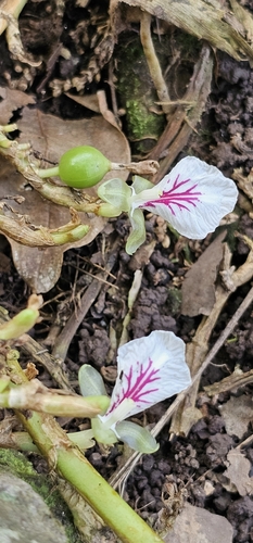 Elettaria cardamomum iNat (3)