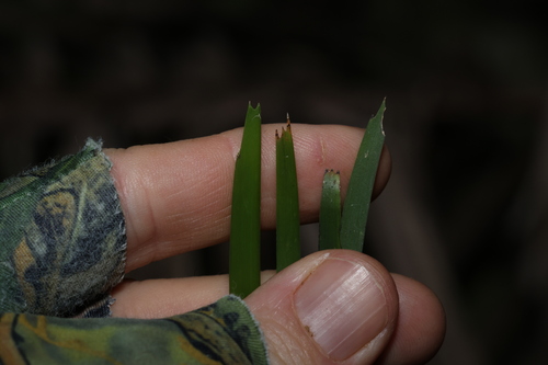 Image of Lomandra spicata by (c) Greg Tasney, some rights reserved (CC BY-SA)