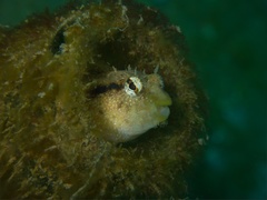 Xestus Sabretooth Blenny photo 3