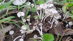 Termitomyces microcarpus