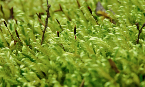 Image of Calliergonella lindbergii by (c) Michael J. Papay, some rights reserved (CC BY)