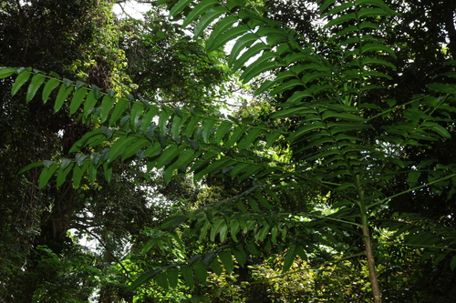 Image of Polyscias murrayi by (c) Greg Tasney, some rights reserved (CC BY-SA)