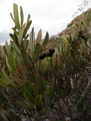 Comarostaphylis polifolia