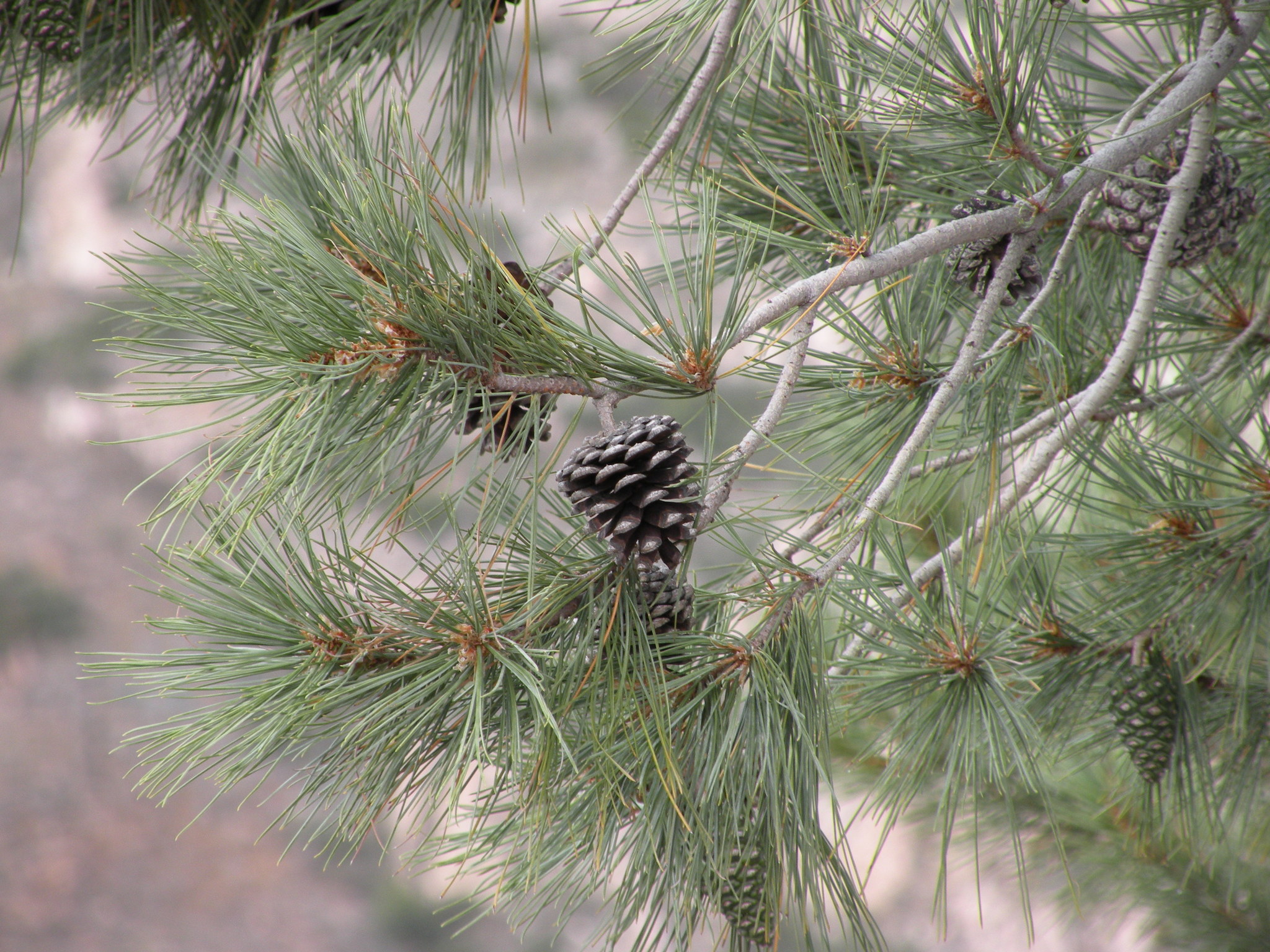 Pinus leiophylla var. chihuahuana