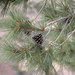 Pinus leiophylla chihuahuana - Photo (c) M. Socorro González Elizondo,  זכויות יוצרים חלקיות (CC BY-SA), הועלה על ידי M. Socorro González Elizondo