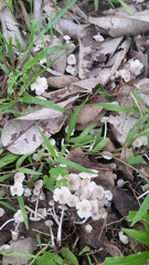 Termitomyces microcarpus