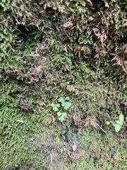 Eurhynchium