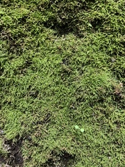 Eurhynchium
