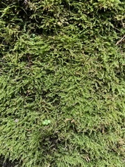 Eurhynchium
