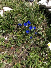 Gentiana bavarica