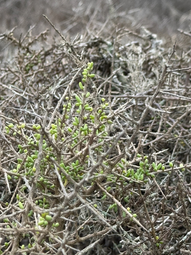 California desert-thorn (Lycium californicum)