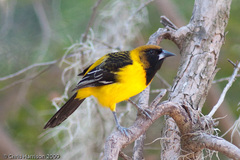 Icterus gularis × graduacauda