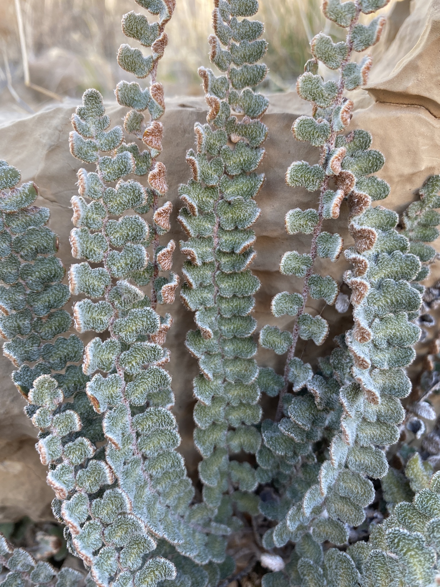 Astrolepis integerrima
