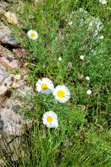 Erigeron neomexicanus