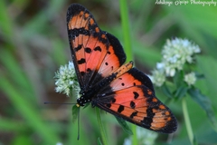 Acraea acara