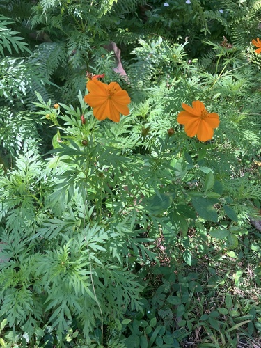 Foto de Cosmos