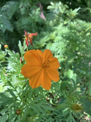 Foto de Cosmos