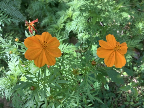 Foto de Cosmos