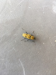 Chlorophorus glabromaculatus