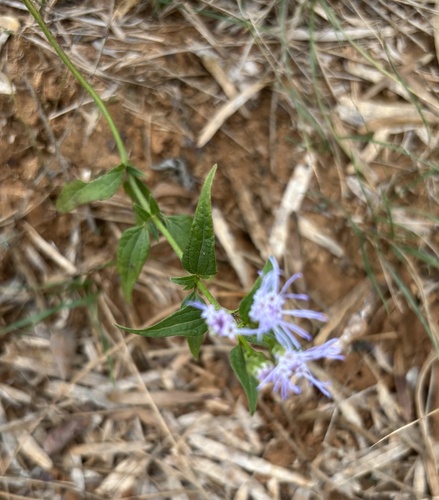 Foto de Mistflower