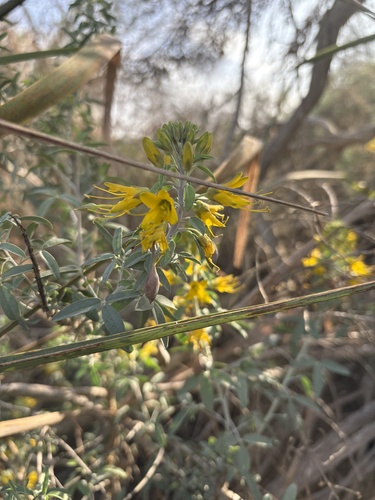 iNaturalist observation photo of Bladderpod