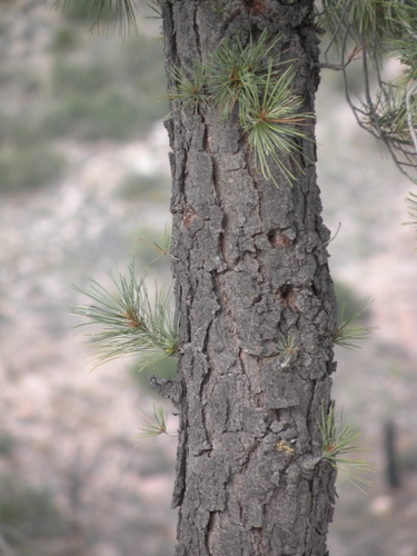 Chihuahuan pine