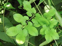 Lygodium japonicum