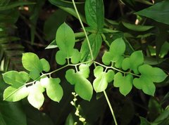 Lygodium japonicum
