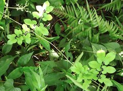 Lygodium japonicum