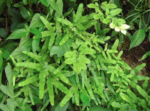 Lygodium japonicum