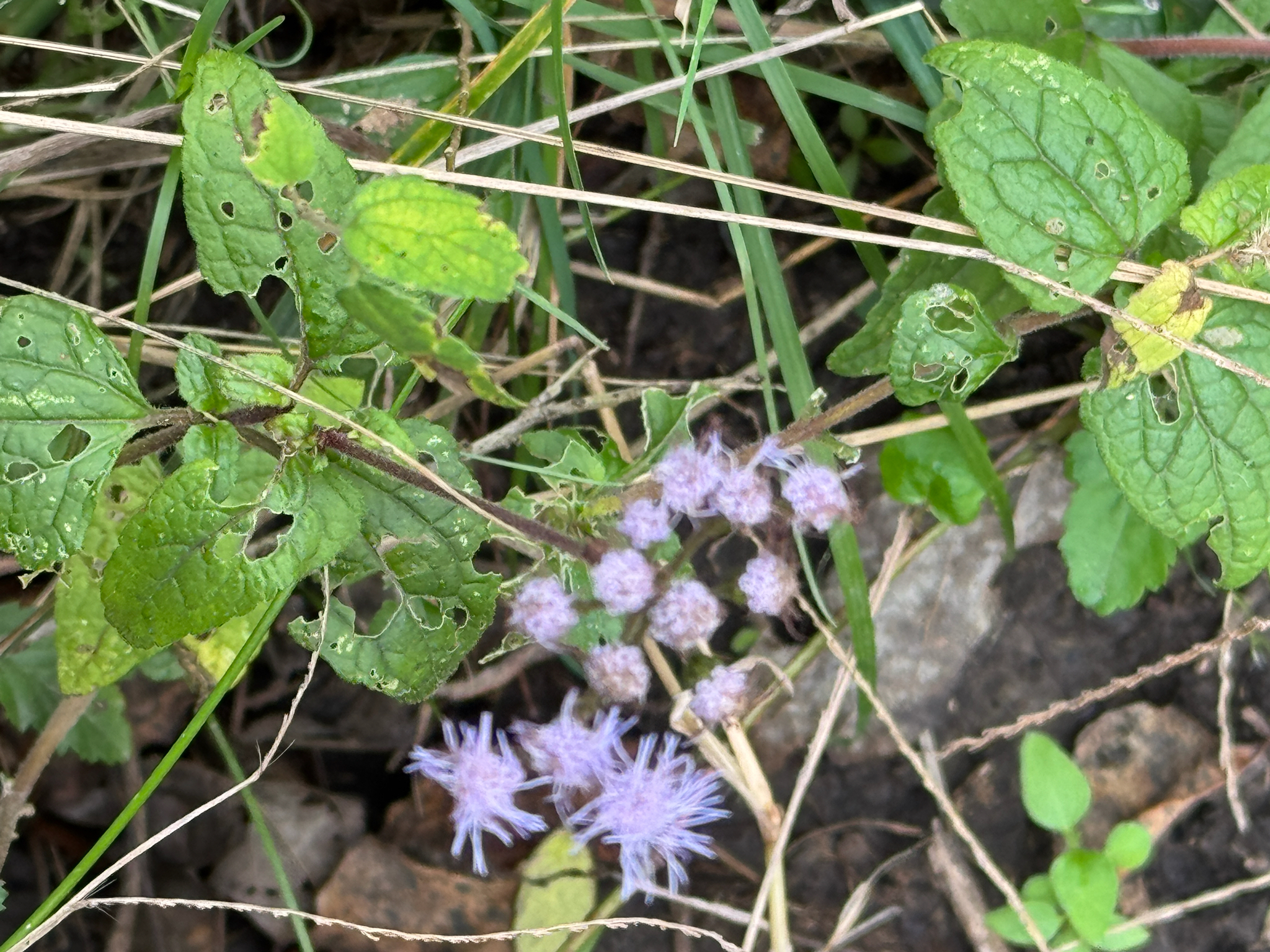 Imagem de Mistflower