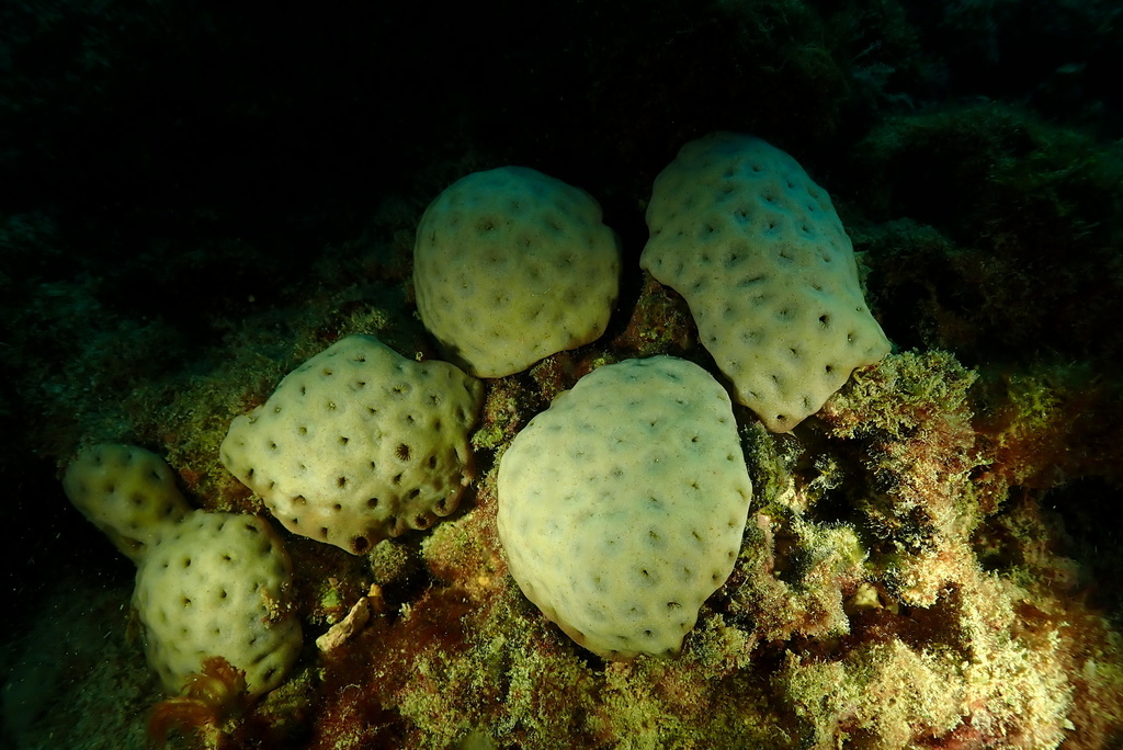 Palythoa tuberculosa