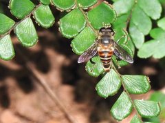 Mallota curvigaster