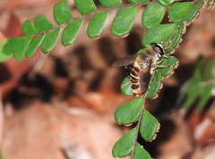 Mallota curvigaster