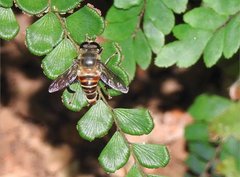 Mallota curvigaster