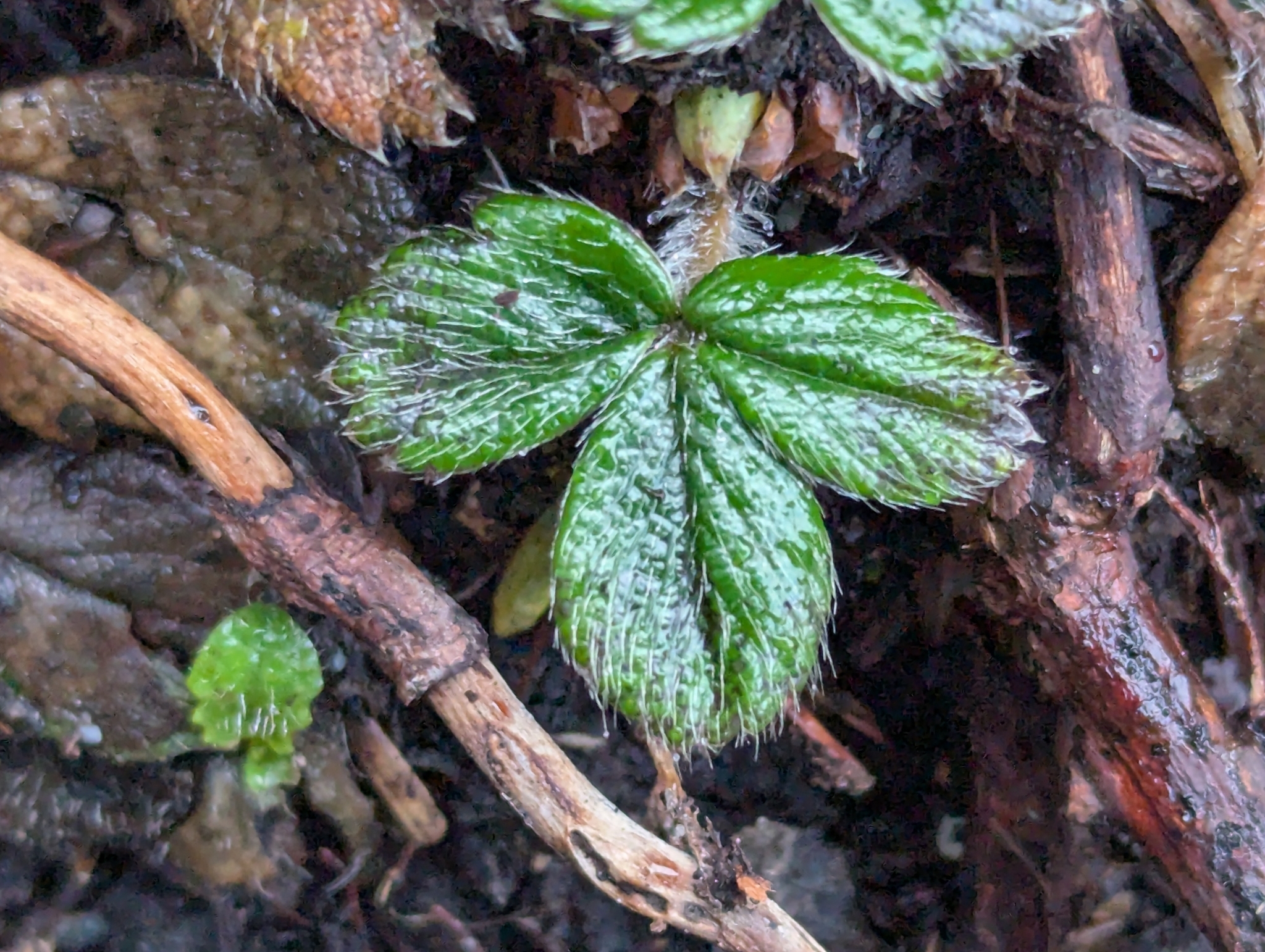 Imagem de Morango-silvestre