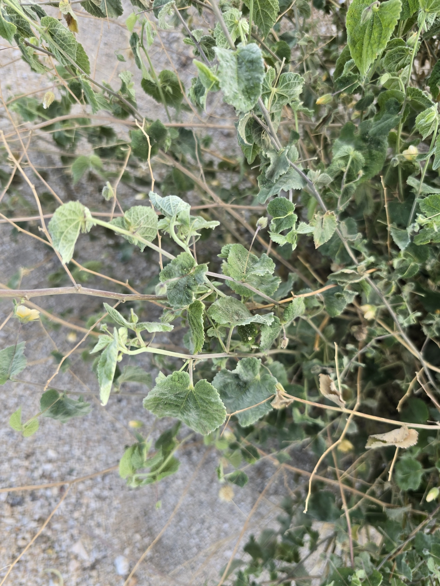 Imagem de Malva-branca