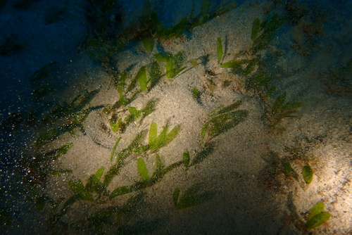 Caribbean seagrass (Halophila decipiens)
