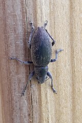 Brachyderes lusitanicus