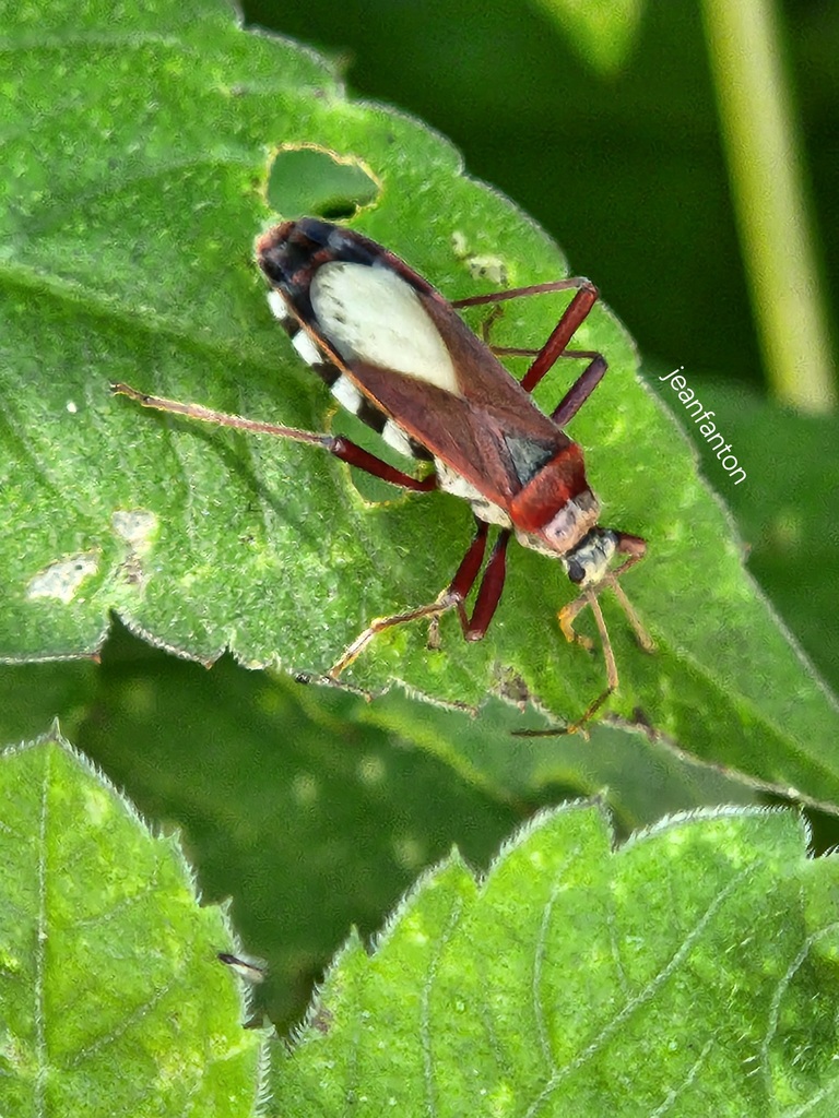 Stenomacra scapha