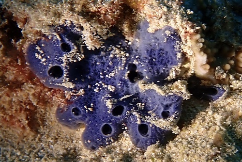 Cladocroce burapha observed 2025-01-02
